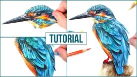 How to Draw a Realistic Bird using Coloured Pencils Step by Step Drawing Tutorial