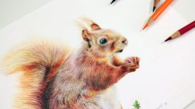 How to Draw a Squirrel with Colored Pencils Step by Step Tutorial