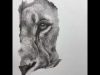 Pencil drawing lion time lapse