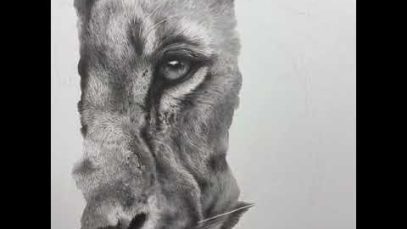 Pencil drawing lion time lapse