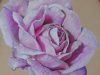 Drawing a Realistic Rose Colored Pencils