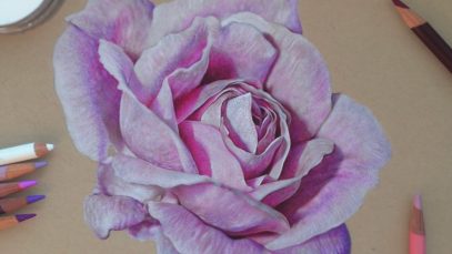 Drawing a Realistic Rose Colored Pencils