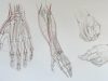 Drawing Hands Anatomy Master Class
