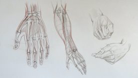 Drawing Hands Anatomy Master Class