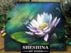 How to draw a Lotus flower with soft pastels