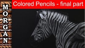 Colored Pencil tutorial Final Part 3 Wildlife art Polychromos Derwent pencils