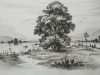 How To Draw and Shade A Tree In A Beautiful Landscape With PENCIL Step by Step