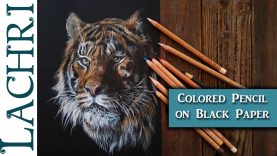 Drawing a Tiger in Colored Pencil on Black Paper Tips w Lachri