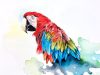 Watercolor Macaw Painting Demonstration