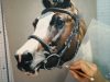 Cheval aux pastels Horse in pastel by SKYZUNE ART