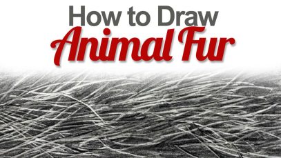 How to Draw Animal Fur