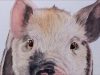 How to Paint a Realistic Little Pig in Watercolor