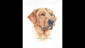 How to Paint a Realistic Retriever Dog in Watercolor
