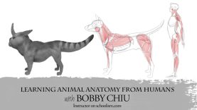 Learning Animal Anatomy from Human Anatomy