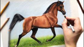 Drawing the beautiful Arabian horse Mikaal C Pastel pencils