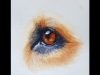 How to Paint a Realistic Dog Eye in Watercolor