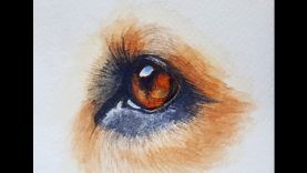 How to Paint a Realistic Dog Eye in Watercolor
