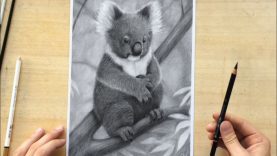 Koala Charcoal Pencil Drawing Nature Wildlife Art