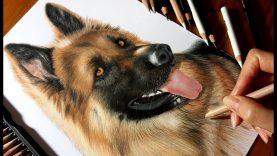 Drawing Subscribers39 Pets 3 ❤ Hendrix German Shepherd dog from Canada Speed Draw