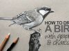 How to Draw a Realistic Bird