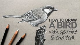 How to Draw a Realistic Bird