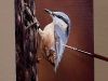 Oil Painting Demo Nuthatch 5quotx7quot canvas panel