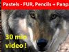 Painting Fur Pastel Pencil and Panpastel Lesson wildlife art