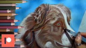 Watercolour Pencil Underpainting on a dog portrait
