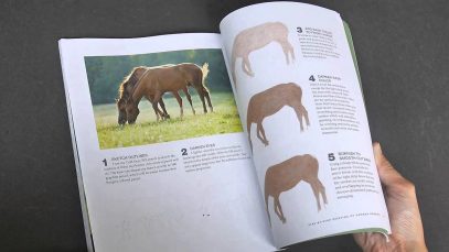 CP Horses A Complete Guide to Drawing Horses in Colored Pencil