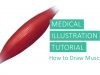 Medical Illustration Tutorial How to Draw Muscles in Adobe Photoshop
