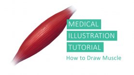Medical Illustration Tutorial How to Draw Muscles in Adobe Photoshop