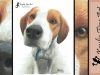 Tutorial quotPatchquot How to draw a Beagle with short fur using coloured pencils