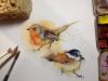 Birds Watercolor Speed drawing