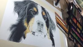 Drawing Roxy the Berenese Mountain Dog