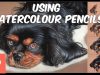 Watercolour Pencil Underpainting Tutorial Dog portrait
