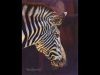 Drawing a Zebra in Colored Pencil with Powder Blender Tutorial