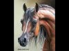 Pastel Painting Demonstration Arabian Horse by Roberta quotRobyquot Baer PSA