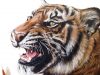 How To Draw a Realistic Tiger Marker Coloured Pencil Drawing Tutorial Step by Step