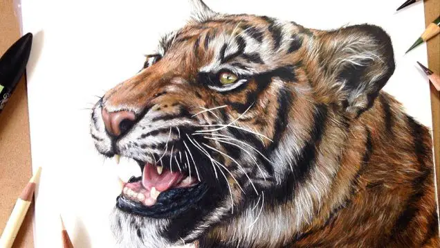 How to draw realistic FUR with colored pencil | Step by step - PaintingTube