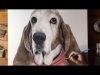BASSET HOUND SPEED PAINTING Dog painting time lapse