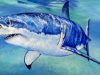 Great White Shark Speed Painting