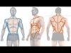 How to Draw the Male Figure and Torso Muscles