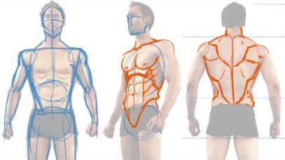 How to Draw the Male Figure and Torso Muscles