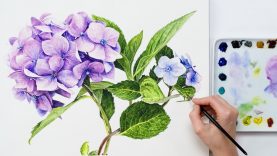 How to paint realistic Hydrangea flowers in watercolour with Anna Mason