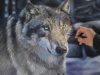 WOLF Oil painting on canvas speed painting