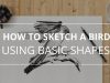 How to Quickly Sketch a Falcon Using Basic Shapes
