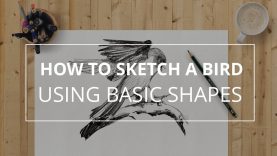 How to Quickly Sketch a Falcon Using Basic Shapes