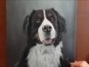 Pet Portrait Oil Painting of Bernese Mountain Dog
