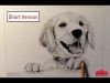 Pencil Drawing Dog 1 How to draw fur Short Version