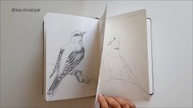 Garden Birds sketchbook wildlife animals and nature pencil drawings